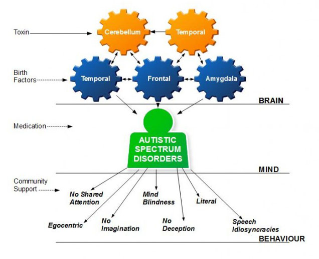 A causal model of Autistic spectrum disorder