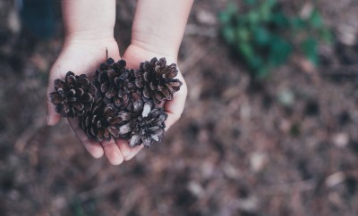 interactive learning pine cones