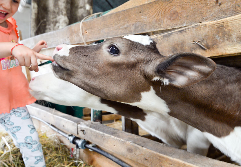 farm healthy choices