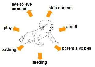 social and emotional attachment process