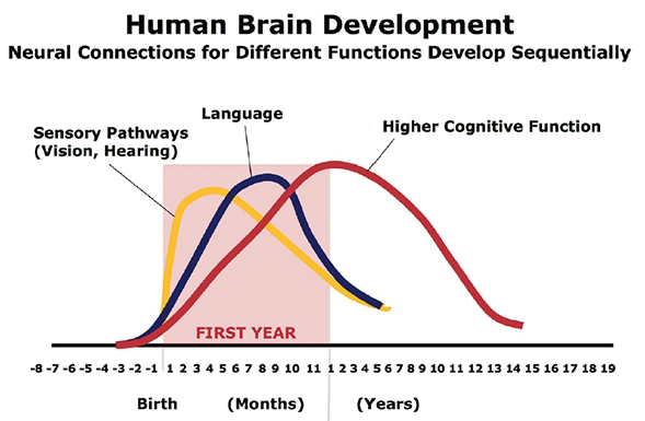 Human Brain Development