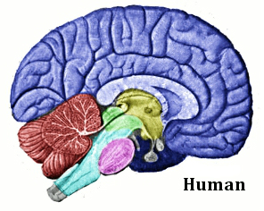 brain types