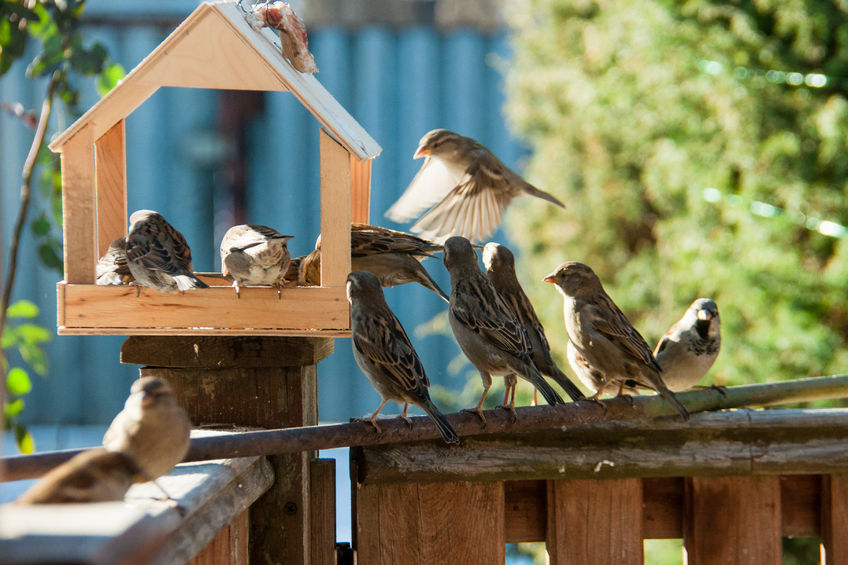 nature activities for kids - making bird tables is a great activity idea 